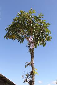 orchidée manipour 2