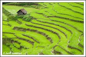terasses riz